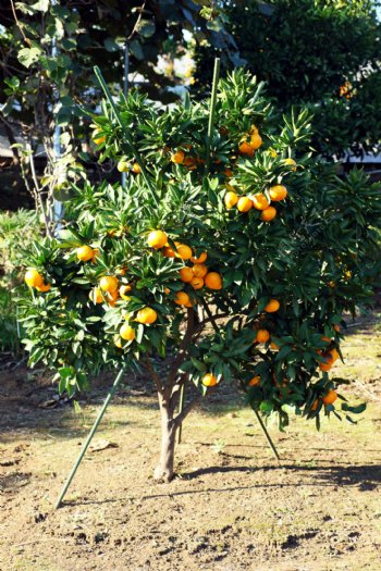 柑橘树图片