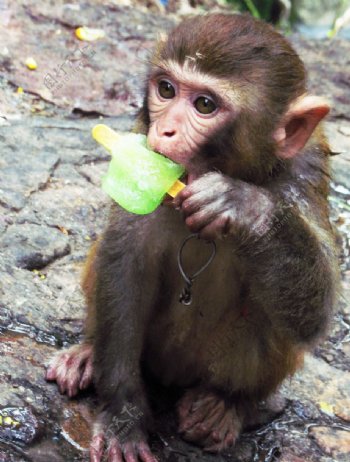 吃冰棒的猕猴图片