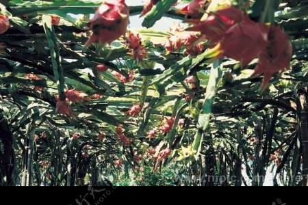 火龙果树图片