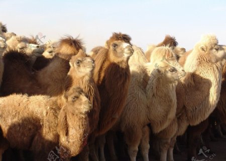 沙漠骆驼摄影图图片