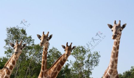 长颈鹿群图片