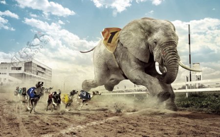 奔跑的大象图片