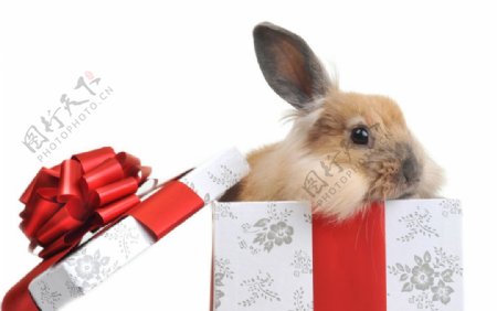 可爱兔子礼品盒图片