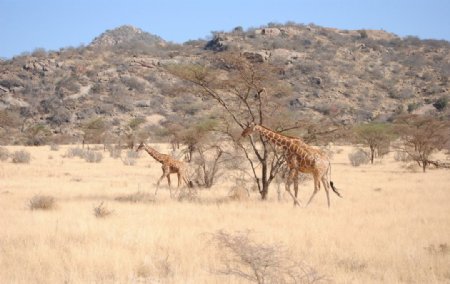 长颈鹿母子图片