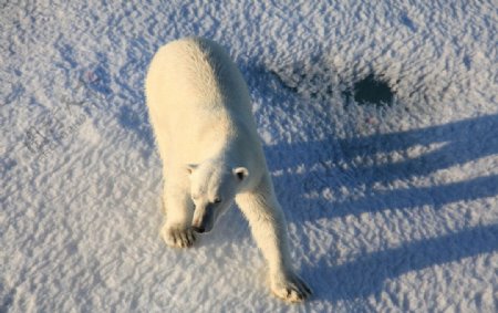 北极熊图片