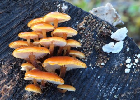 野生小蘑菇图片