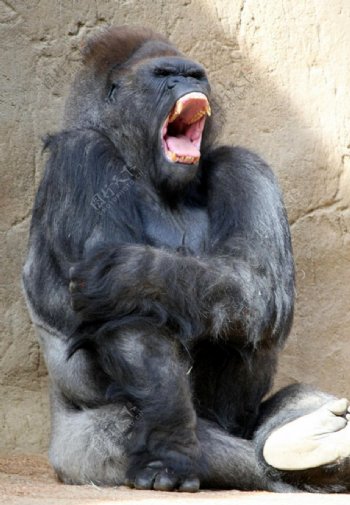 黑猩猩打哈图片