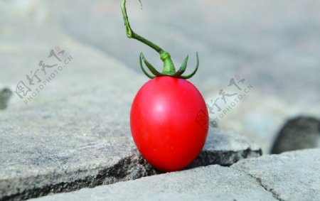 小番茄圣女果图片