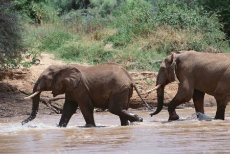 大象大象群动物世界大象生活环境图片