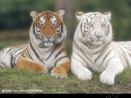 两只老虎图片