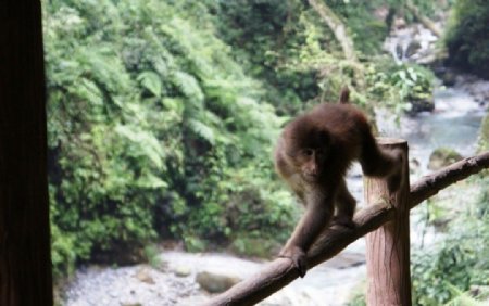 峨嵋山猕猴图片