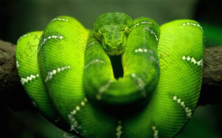 绿色蟒蛇图片