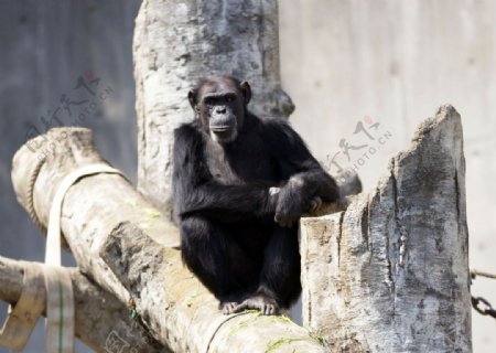 枯木上的黑猩猩图片