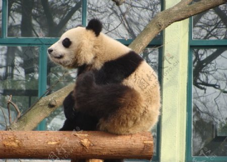 看熊猫图片