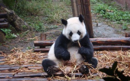 熊猫吃竹笋图片