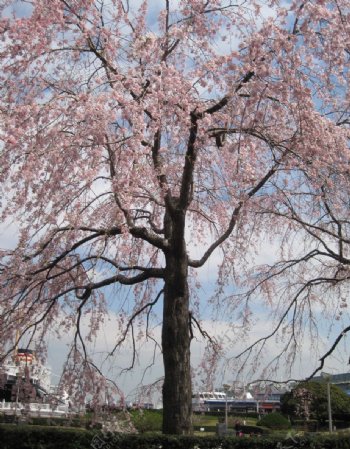日本横滨港樱花满开图片