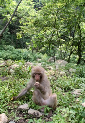 武当山猴子图片