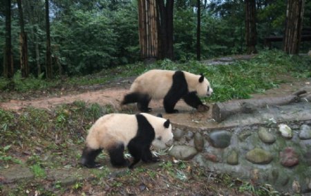 国宝大熊猫图片