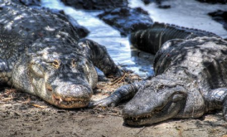 等待午餐的大鳄鱼佛罗里达州大鳄鱼奥兰多图片