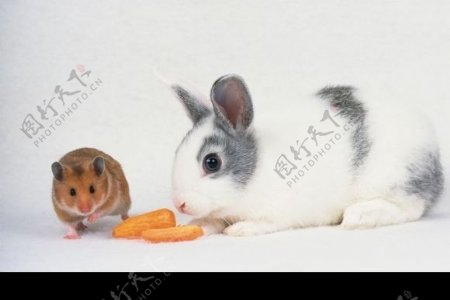 宠物鼠和兔子图片
