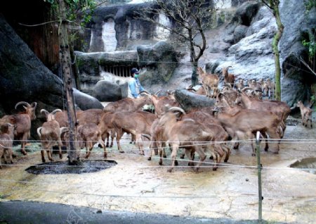 動物園中的鹿群图片