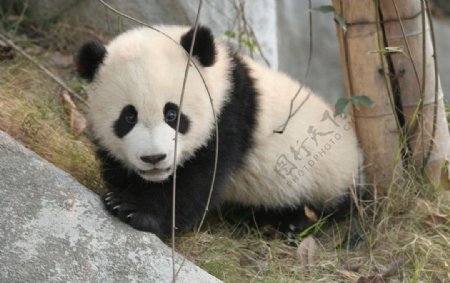 熊猫宝宝图片