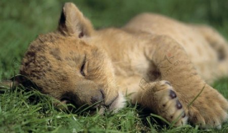 睡觉的小狮子图片