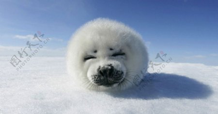 可爱海狗宝宝笑脸图片