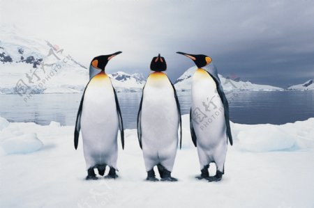 列队的企鹅三只正面图片
