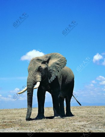 蓝天下的一头大象图片