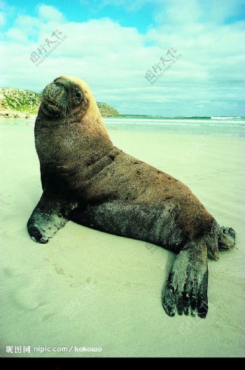休息的海狮海豹图片