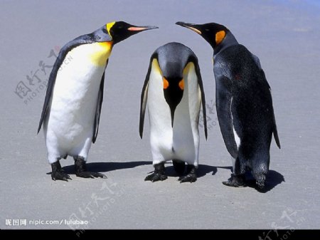 福克兰群岛企鹅图片