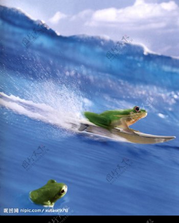 青蛙冲浪图片