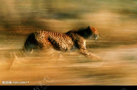 奔跑中的豹图片
