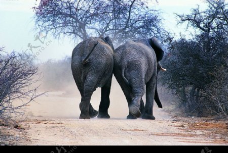大象王国图片