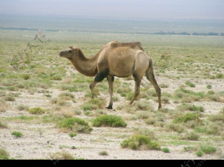 高原野骆驼图片