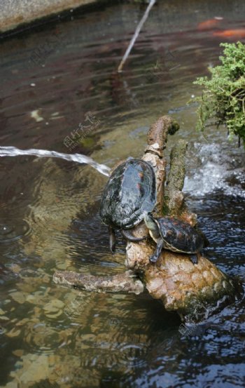 水池中的乌龟图片