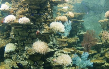 海葵珊瑚图片