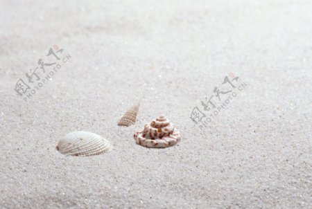 贝壳图片
