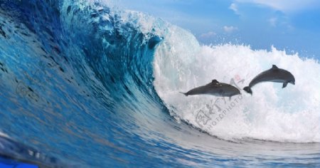 海豚冲浪图片