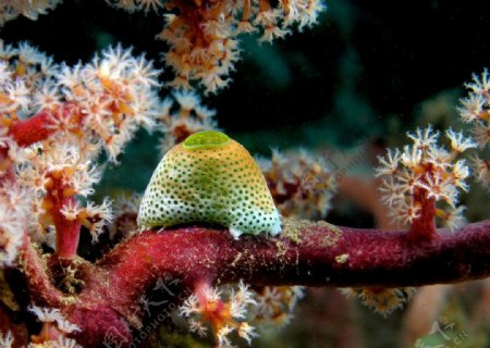 海鞘和软珊瑚树图片
