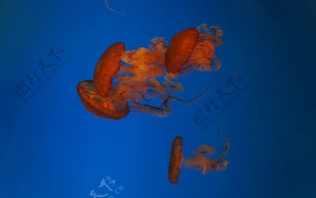 太平洋海刺水母图片
