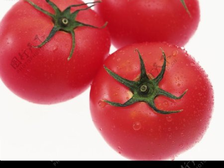 新鮮的蕃茄图片