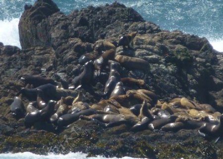 黄金海岸小岛上的海豹图片