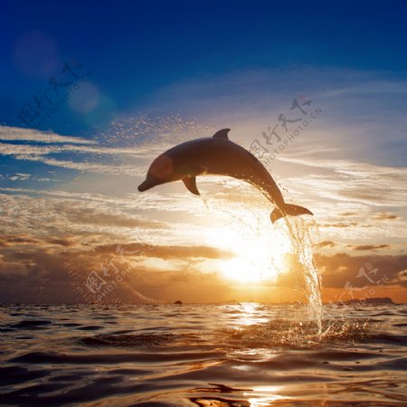 夕阳下的海豚图片