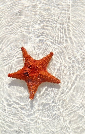 水中的海星图片