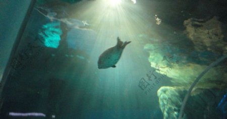 香港海洋公园海豹掠影图片
