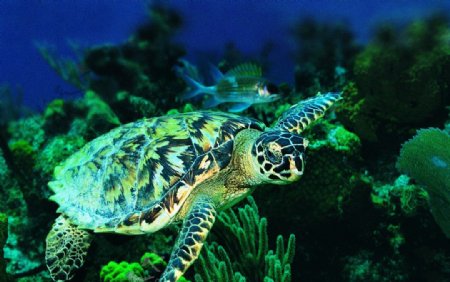 海龟乌龟海底生物图片