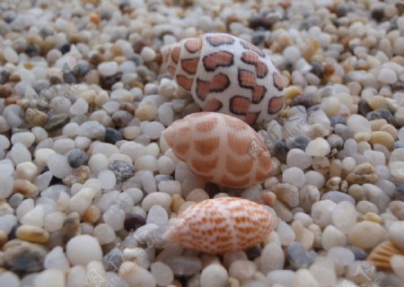 贝壳海螺捻螺图片