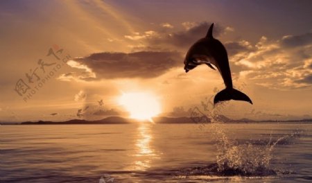 跃起的海豚图片